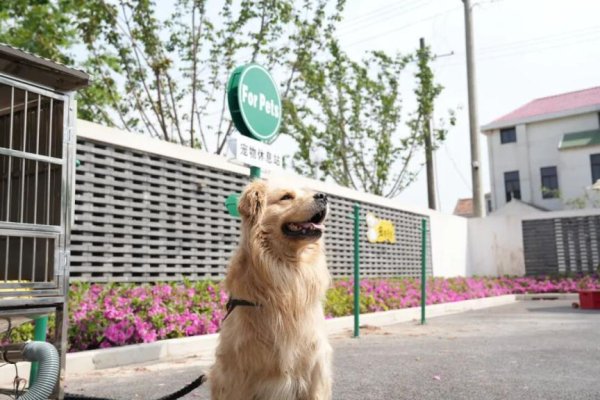 “萌宠小镇”跑出新赛道